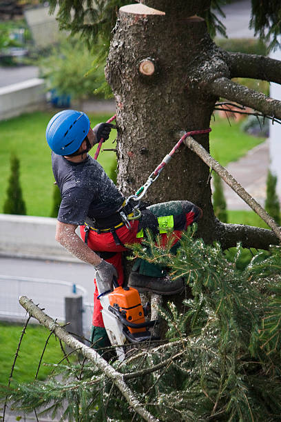 How Our Tree Care Process Works  in  Crosby, TX