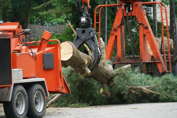 Professional  Tree Services in Crosby, TX